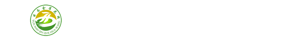 武定长青金雀花网 - 云南金雀花网,金雀花,云南金雀花,楚雄武定长青金雀花种植专业合作社